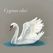Cygnus olor. Realistic Drawing, Traditional illustration, Digital Illustration, and Naturalistic Illustration project by Lydia Lara Martínez - 05.23.2025