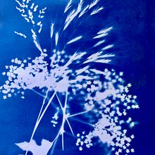 Mein Abschlussprojekt zum Kurs „Einführung in die Cyanotypie: Erstelle einen botanischen Druck. Arts, Crafts, DIY, Engraving, Film Photograph, Fine Arts, Photograph, and Printing project by Susanne Taudte - 05.26.2025