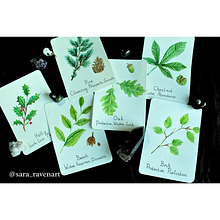 Tree Oracle Cards. Projekt z dziedziny Trad, c, jna ilustracja i Malowanie akwarelą użytkownika Sara - 29.05.2025