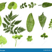 Waldblätter . Projekt z dziedziny Trad, c, jna ilustracja, R, sunek botaniczn,  Sztuki piękne, Malowanie gwaszami i Malowanie akwarelą użytkownika Martina Ledermann - 31.05.2025