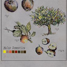 Sketch botanico. Botanical Illustration, Drawing, Traditional illustration, Ink Illustration, Sketchbook, and Sketching project by y7dfcnx8rv - 06.01.2025