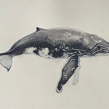 Whale illustrations. Naturalistic Illustration, Painting, Watercolor Painting, and Fine Arts project by susannahrthompson - 06.02.2025