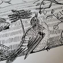 Illustration à l'encre et à la plume : représentez le monde naturel. Un progetto di Disegno artistico, Disegno, Illustrazione con inchiostro, Illustrazione naturalistica, Sketchbook e Bozzetti di Solweig Gerbier - 08.06.2025