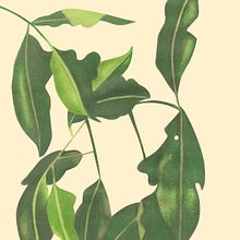 Ilustração Comercial para Marca Maracatiara. Projekt z dziedziny R, sunek ołówkiem, Trad, c, jna ilustracja, R i sowanie kredkami użytkownika Natalia Silva - 09.06.2025
