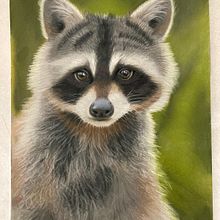 Mapache en pastel. Drawing, and Fine Arts project by Verónica - 06.21.2025