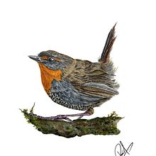 Aves en Acuarela.. Drawing, and Painting project by Rene Arteaga - 06.23.2025