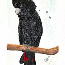 Australian Birds in Watercolour. Traditional illustration, Naturalistic Illustration, and Watercolor Painting project by Reg Watson - 06.23.2025