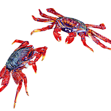 Sally Lightfoot Crab. Naturalistic Illustration project by Carlota Sousa - 06.23.2025