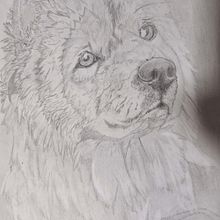 MI MASCOTA . Drawing, Pencil Drawing, Artistic Drawing, and Realistic Drawing project by thaxzuya - 06.24.2025