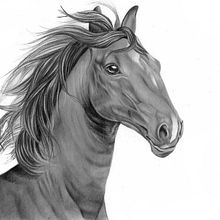 Horse - Realistic Drawings in Pencil. Drawing, Fine Arts, Naturalistic Illustration, Pencil Drawing, and Realistic Drawing project by Kamila - 06.24.2025