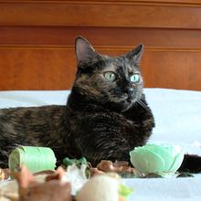 Mirada Felina en Naturaleza Efímera. Photographic Composition, Photograph, Instagram Photograph, and Fine-Art Photograph project by Victoria Barbero Búrdalo - 06.24.2025