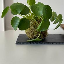 Kokedama . Un progetto di Artigianato, Interior Design, Interior design, DIY, Paesaggismo e Design floreale e vegetale di Chiara Pattara - 27.06.2025