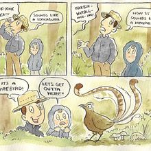 The Lyrebird Surprise. Un proyecto de Cómic, Ilustración tradicional, Stor, telling, Stor, board y Pintura a la acuarela de Jason Rodgers - 30.06.2025