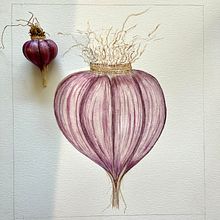 Chesnok Red Garlic. Pintura em aquarela, Ilustração naturalista e Ilustração botânica projeto de ykbruner - 30.06.2025