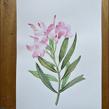Oleander, mushroom and hydrangea Ein Projekt aus dem Bereich Botanische Illustration, Bildende Künste, Malerei und Aquarellmalerei von alelagunes - 03.07.2025