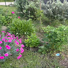 Développer ma chaîne YouTube. Un progetto di Paesaggismo di buddleia2 - 05.07.2025