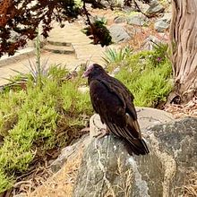 El guardián de Zapallar. Un progetto di Scrittura e Scrittura di narrativa fiction di katyraka - 20.07.2025