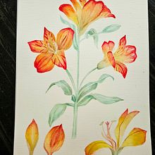 Meu projeto "Aquarela botânica: ilustre a anatomia das flores". Fine Arts, Drawing, Traditional illustration, Botanical Illustration, Painting, and Watercolor Painting project by Deb - 07.20.2025