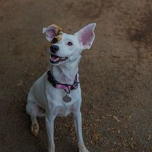 Nala  . % Andrés Espinoza Mora tarafından hazırlanan Fotoğrafik Kompozis, on, Fotoğrafçılık, Ve Dijital Fotoğrafçılık projesi - 07.23.2025