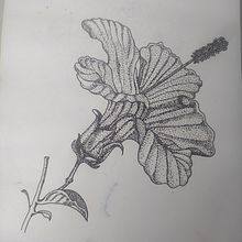 flor de ibiscus. Tattoo Design project by Lessli Amanda Cuevas Valdebenito - 07.27.2025