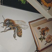 We belong to nature, nature does not belong to us.  Ein Projekt aus dem Bereich Zeichnung, Aquarellmalerei, Bleistiftzeichnung, Sketchbook, Skizzenentwurf, Naturalistische Illustration, Realistische Zeichnung, Blumen- und Pflanzendesign, Zeichnen mit Buntstiften, Dekoratives Malen und Achtsamkeit von katerina_nedelcu - 31.07.2025