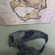Craneo de rata. Een project van  Tatoeageontwerp van Juan David Rincòn - 05.08.2025