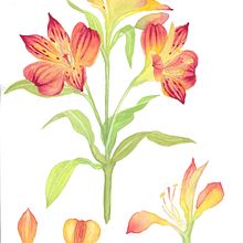 Progetto Finale. Drawing, Traditional illustration, Botanical Illustration, Painting, and Watercolor Painting project by martina_salvadori90 - 08.06.2025