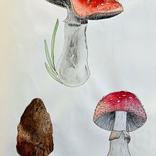 Botanical Watercolor Sketchbook Ein Projekt aus dem Bereich Traditionelle Illustration, Aquarellmalerei, Botanische Illustration und Sketchbook von monaelisavd - 08.08.2025
