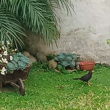 Nostalgias de mirlo Ein Projekt aus dem Bereich Erzählung, Schrift und Kreatives Schreiben von Alejandra Paione - 09.08.2025