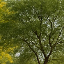 Rehabilitacion parque Altamira Plus. . Arhitectură, Arhitectură peisagistică și Design spațial de Eliza Rocha Rocha Lobera - 08.12.2025