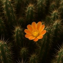 Il cactus. Artificial Intelligence, AI Content Creation, Content Marketing, Content Writing, and Social Media project by cecilia_evangelista1991 - 08.13.2025