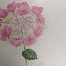 Hortensia. Fine Arts, Painting, and Watercolor Painting project by Nathalie Houard - 08.14.2025