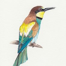 Gruccione. Naturalistic Illustration, and Watercolor Painting project by Sara Scheggi - 08.15.2025