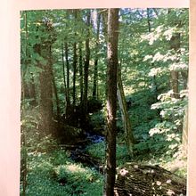 El Bosque (Fanzine) y Pétalos Rojos (tríptico) . % Paula M. Lira Eyzaguirre tarafından hazırlanan Yaratıcılık, Anlatı, Hika, e anlatımı, Yazma, Ve Yaratıcı Yazarlık projesi - 08.18.2025