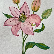 Pink lily botanical. Un progetto di Belle arti, Disegno, Illustrazione tradizionale, Illustrazione botanica, Pittura e Pittura ad acquerello di Livinda Christy Monica - 19.08.2025