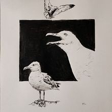 Goélands à l'encre de chine. Desenho, Ilustração com tinta, Ilustração naturalista, e Esboçado projeto de flold - 20.08.2025