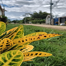 Las flores silvestres de la vida. Een project van Mobiele fotografie, Instagram, Fotografie voor Instagram, Lifest y le fotografie van analista_mercadeo_1 - 21.08.2025
