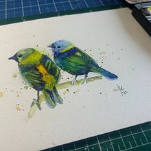 Green Headed Tanager Couple. Watercolor Painting project by chrisdias - 09.03.2025