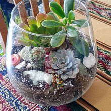 Terrario desde Argentina  . Decorațiuni, Design interior, DIY, Arhitectură peisagistică și Design floral și de plante de maricelmarchetti - 09.03.2025