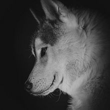 Loup. Un projet de Photographie, Photographie de portrait, Photographie de studio, Photographie documentaire, Photographie lifestyle , et Photographie intérieure de kruszynska_s - 08.09.2025