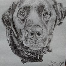 Naturalistic drawing of a dog. Un proyecto de Dibujo, Ilustración tradicional, Ilustración naturalista				 y Dibujo a lápiz de Victory Kanu - 22.09.2025