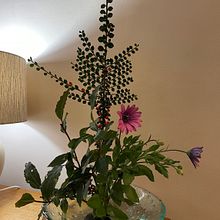 Changing Seasons in an English Cottage Garden. Decoration, Floral, Plant Design, Interior Decoration & Interior Design project by Charlotte Booth - 09.25.2025