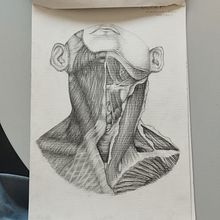 Dibuix artístic: Estudi de l'anatomia muscular del coll Ein Projekt aus dem Bereich Zeichnung und Anatomische Zeichnung von Yasmín Torres Cortés - 27.09.2025