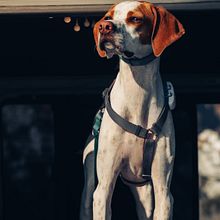 Click y Ladra, cuenta de instagram para peludos y sus dueños. Un projet de Photographie, Photographie de portrait, Photographie lifest, le, Photographie pour Instagram , et Photographie documentaire de airam994 - 30.09.2025