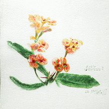 Acuarela de  flor 'Corona de Cristo' por.by #ilustrArístides = #DesignGetstheBestofMe (:. Un proyecto de Ilustración botánica, Bellas Artes, Pintura y Pintura a la acuarela de ilustrArístides - 12.10.2025