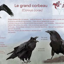 Le grand corbeau : infographie. Un proyecto de Dibujo realista, Ilustración tradicional, Ilustración digital e Ilustración naturalista				 de p_m_guinchard - 13.10.2025