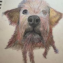 My colourful white dog :). Projekt z dziedziny Trad, c, jna ilustracja, Ilustracja naturalist i czna użytkownika Kathy Desjardins - 19.10.2025