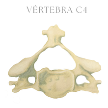 Ilustración anatómica de la vertebra C4. Een project van  Beeldende kunst, Tekening met potlood,  Tekening, Realistische tekening y Anatomisch tekenen van Vladimir Espinosa - 03.11.2025