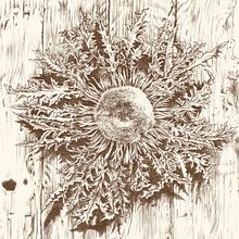 CARDELINA. Un progetto di Illustrazione tradizionale, Disegno, Belle arti, Pittura, Disegno a matita, Illustrazione con inchiostro, Illustrazione naturalistica, Illustrazione botanica, Disegno realistico e Design floreale e vegetale di Adán Aryas - 07.11.2025