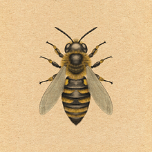 L’abeille Ein Projekt aus dem Bereich Realistische Zeichnung, Traditionelle Illustration, Botanische Illustration und Naturalistische Illustration von julienaltana - 12.11.2025